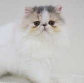 エキゾチックショートヘア