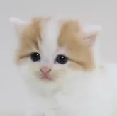 スコティッシュフォールド(立ち耳)【兵庫県・女の子・2025年10月1日・レッド&ホワイト】の写真1