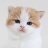 スコティッシュフォールド(立ち耳)