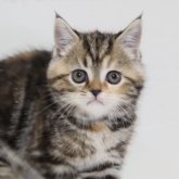 スコティッシュフォールド(立ち耳)