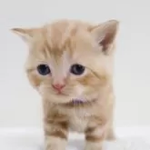 スコティッシュフォールド(立ち耳)