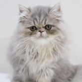 エキゾチックショートヘア