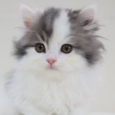 スコティッシュフォールド(立ち耳)