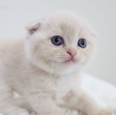 スコティッシュフォールド(折れ耳)