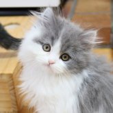 スコティッシュフォールド(立ち耳)