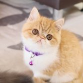 エキゾチックショートヘア