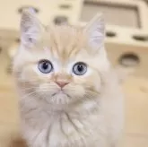 スコティッシュフォールド(立ち耳)【兵庫県・男の子・2025年9月6日・レッドタビー】の写真1