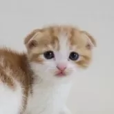 スコティッシュフォールド(折れ耳)