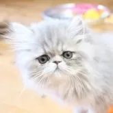 エキゾチックショートヘア