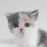 スコティッシュフォールド(立ち耳)