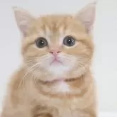 スコティッシュフォールド(立ち耳)