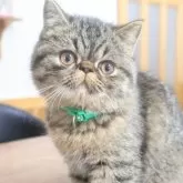 エキゾチックショートヘア