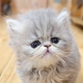 エキゾチックショートヘア