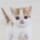 スコティッシュフォールド(立ち耳)【兵庫県・男の子・2025年10月11日・レッドタビー&ホワイト】の写真1