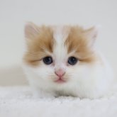 スコティッシュフォールド(立ち耳)