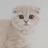 スコティッシュフォールド(折れ耳)