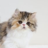 エキゾチックショートヘア