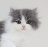 スコティッシュフォールド(立ち耳)