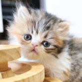 エキゾチックショートヘア