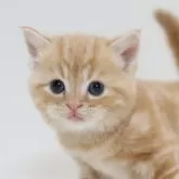 スコティッシュフォールド(立ち耳)