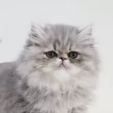 エキゾチックショートヘア
