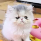 エキゾチックショートヘア