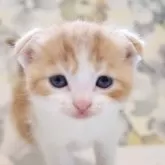 スコティッシュフォールド(折れ耳)
