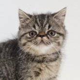 エキゾチックショートヘア