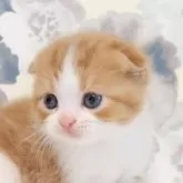 スコティッシュフォールド(折れ耳)