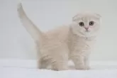 スコティッシュフォールド(折れ耳)【兵庫県・女の子・2025年9月6日・クリーム】の写真2
