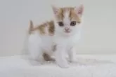 スコティッシュフォールド(立ち耳)【兵庫県・男の子・2025年10月11日・レッドタビー&ホワイト】の写真2