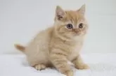 スコティッシュフォールド(立ち耳)【兵庫県・男の子・2025年9月6日・レッドタビー】の写真2