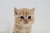スコティッシュフォールド(立ち耳)【兵庫県・男の子・2025年9月6日・レッドタビー】の写真3