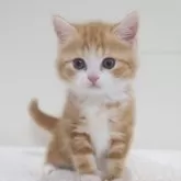 スコティッシュフォールド(立ち耳)【兵庫県・男の子・2025年10月11日・レッドタビー&ホワイト】の写真3