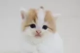 スコティッシュフォールド(立ち耳)【兵庫県・女の子・2025年10月1日・レッド&ホワイト】の写真3