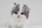 スコティッシュフォールド(立ち耳)【兵庫県・男の子・2025年9月3日・ブルー&ホワイト】の写真6