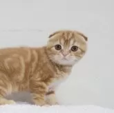 スコティッシュフォールド(折れ耳)【兵庫県・男の子・2025年9月9日・レッドタビ―】の写真3