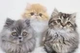 エキゾチックショートヘア【兵庫県・男の子・2024年11月5日・レッド&ホワイト】の写真4