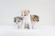 スコティッシュフォールド(立ち耳)【兵庫県・男の子・2025年10月11日・レッドタビー&ホワイト】の写真4