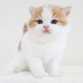 スコティッシュフォールド(立ち耳)【兵庫県・女の子・2025年3月20日・レッドタビー&ホワイト】の写真5