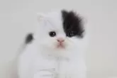 スコティッシュフォールド(立ち耳)【兵庫県・男の子・2025年9月3日・ブラック&ホワイト】の写真7