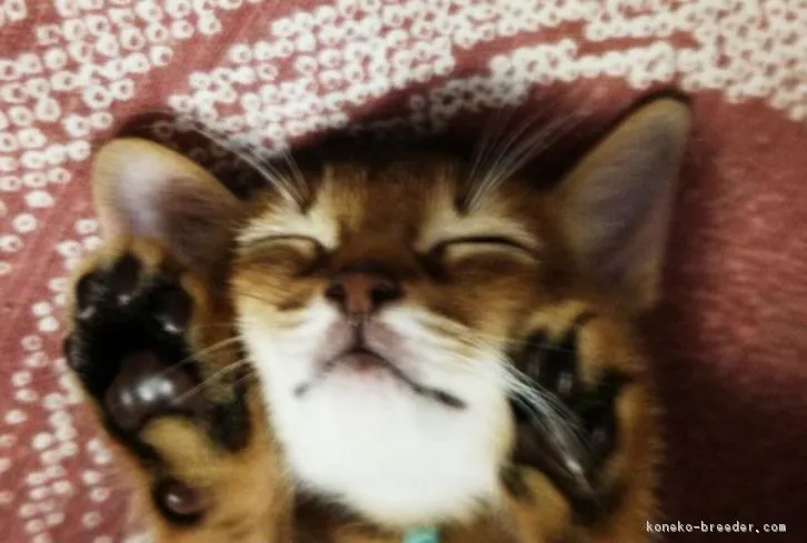 ID:1603-00453の子猫