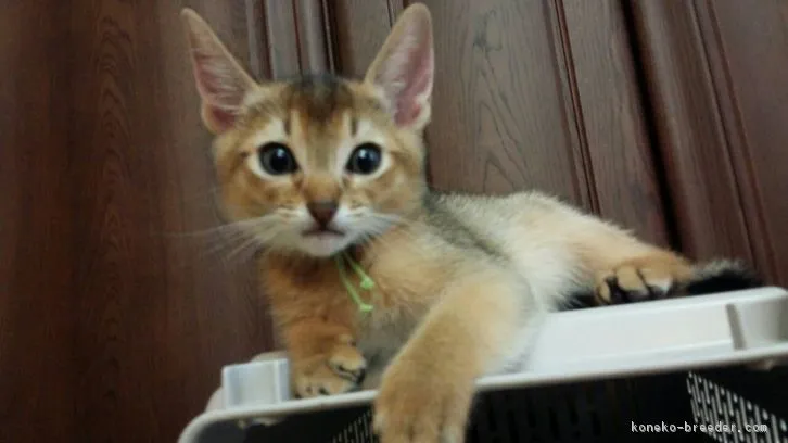 ID:1603-00454の子猫