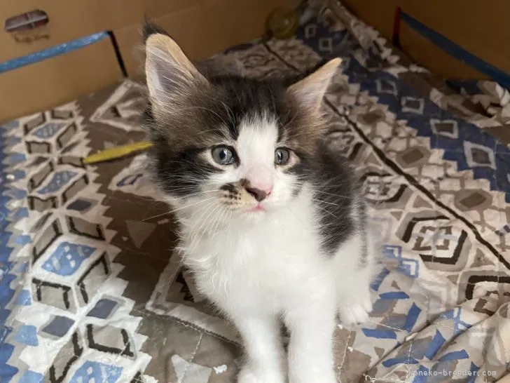 ID：2109-01207の子猫