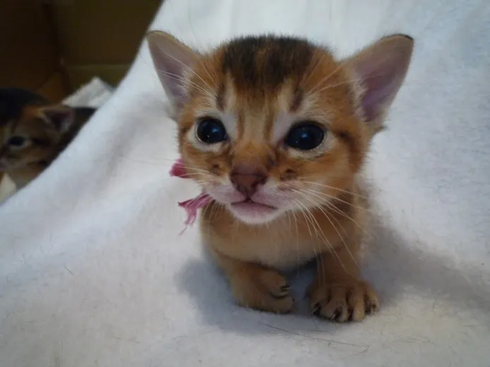 はっちゃん 様のお迎えした子猫
