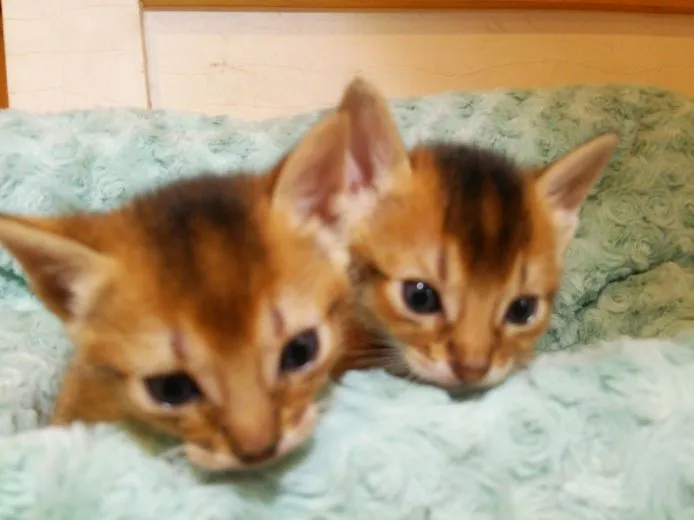 ID：1504-00106の子猫