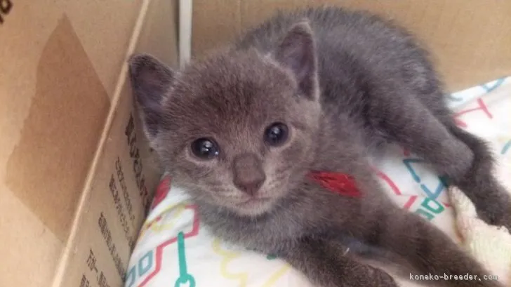 みき 様のお迎えした子猫