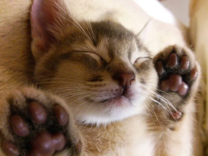 ID：1504-00101の子猫