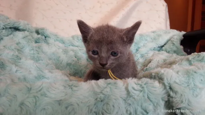 ID:1509-00653の子猫