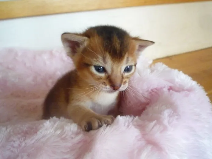 ID:1303-00143の子猫
